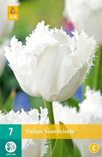 Karta - Tulipán - Noordeinde (7 cibulí) "C"