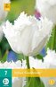 Karta - Tulipán - Noordeinde (7 cibulí) "C"