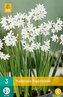 Karta - Narcis - Potnarcis Paperwhite  (3 cibule) "C"