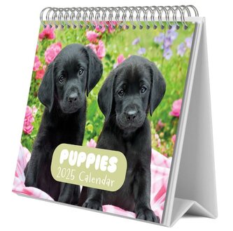 Stolní kalendář 2025: Štěňata (20 x 17 cm)