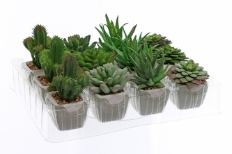 Sukulent v květináči 11 cm