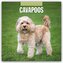 Cavapoos - Cavapoo 2025 - 16-Monatskalender