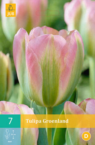 Karta - Tulipán - Groenland (7 cibulí) "C"