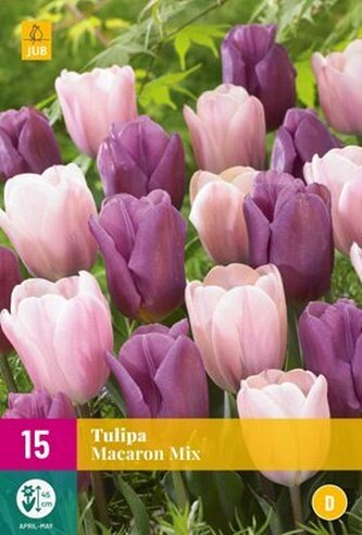 Karta XXL - Tulipán - Macaron Mix (15 cibulí) "E"