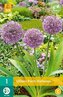 Karta - Česnek - Allium Party Balloons (1 cibule) "C"