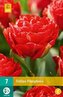 Karta - Tulipán - Pamplona (7 cibulí) "C"