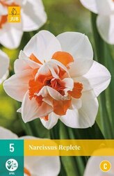 Karta - Narcis - Replete (5 cibulí) "C"