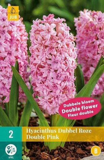 Karta - Hyacint Double - Pink (2 cibule) "B"