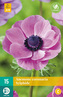 Karta - Sasanka - Anemone Coronaria Sylphide (15 cibulí) "C"