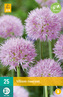 Karta - Česnek - Allium Roseum (25 cibulí) "B"