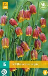 Karta - Řepčík - Fritillaria Uva-Vulpis (15 cibulí) "B"