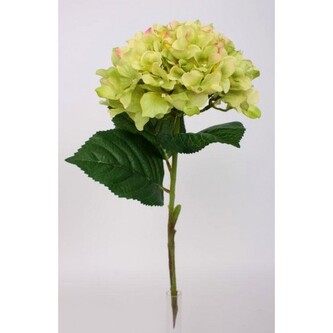 Hortenzie  100-0055/GR