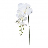 Orchidej  305303-48