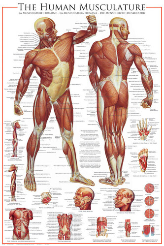 Plakát, Obraz - The Muscular System, 61 × 91.5 cm