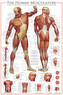 Plakát, Obraz - The Muscular System, 61 × 91.5 cm