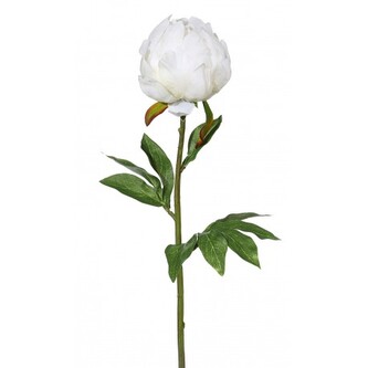 Pivoňka  2016042-40