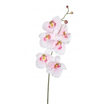 Phalenopsis  1017101-10