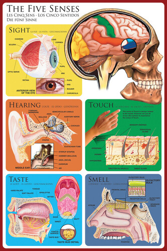 Plakát, Obraz - The Five Senses, 61 × 91.5 cm
