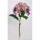 Hortenzie  100-0055/DKVI