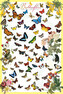 Plakát, Obraz - Butterflies, 61 × 91.5 cm
