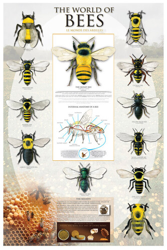Plakát, Obraz - World Of Bees, 61 × 91.5 cm