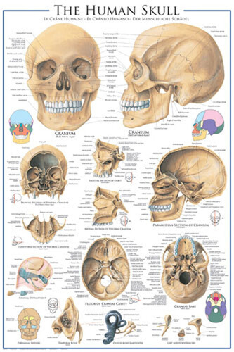 Plakát, Obraz - The Skull, 61 × 91.5 cm