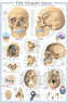 Plakát, Obraz - The Skull, 61 × 91.5 cm
