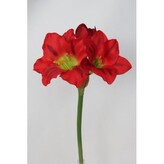 Amarylis  100-0115/RD