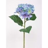 Hortenzie modrá  100-0055/BL