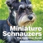Miniture Schnauzers