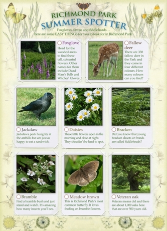 Richmond Park Summer Spotter