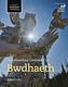 CBAC Astudiaethau Crefyddol UG Bwdhaeth