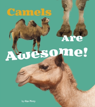 Camels Are Awesome!