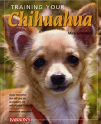 Training Your Chihuahua