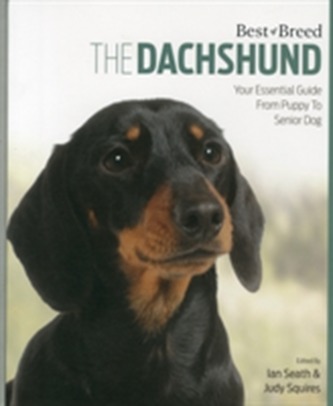Dachshund Best of Breed