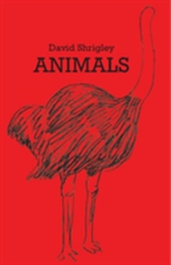 David Shrigley