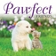 Pawfect Friends