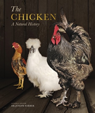 The Chicken