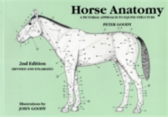 Horse Anatomy