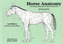 Horse Anatomy