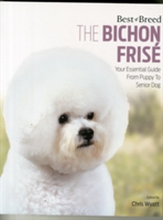 Bichon Frise Best of Breed