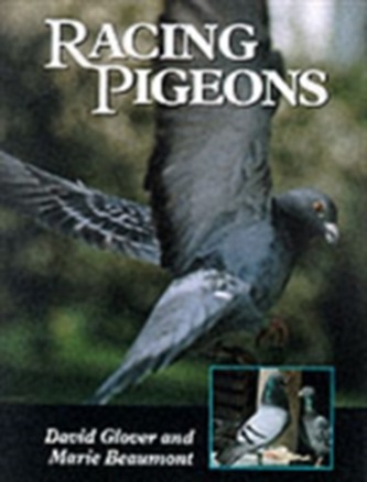 Racing Pigeons