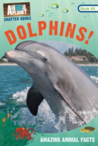 Dolphins!