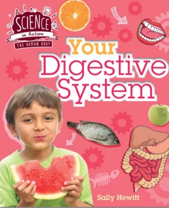 Human Body: Your Digestive System
