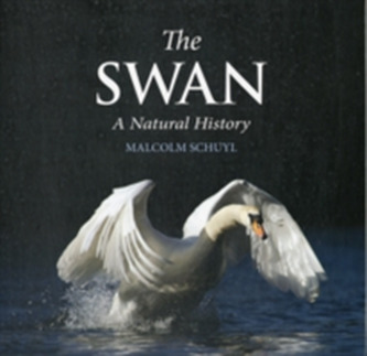 The Swan