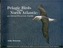 Pelagic Birds Of The North Atlantic