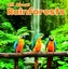 All About Rainforests