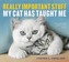 Really Important Stuff My Cat Has Taught Me