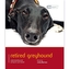 Greyhound