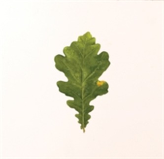 Overleaf